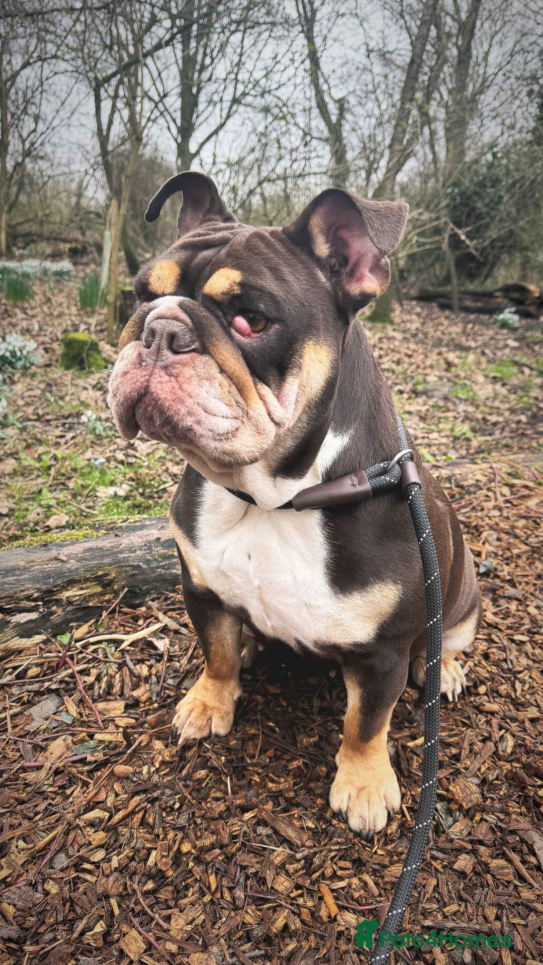 English Bulldog dogs for sale: Looking for my new home - Advert 16