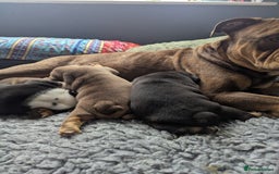 English Bulldog dogs for sale: English Bulldog Puppies - Image 9