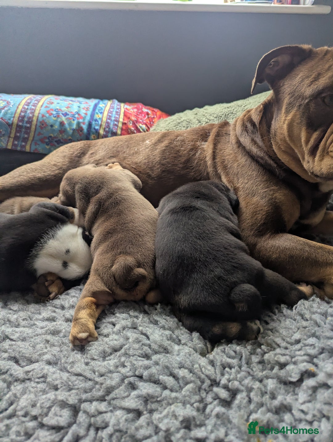 English Bulldog dogs for sale: English Bulldog Puppies - Image 9