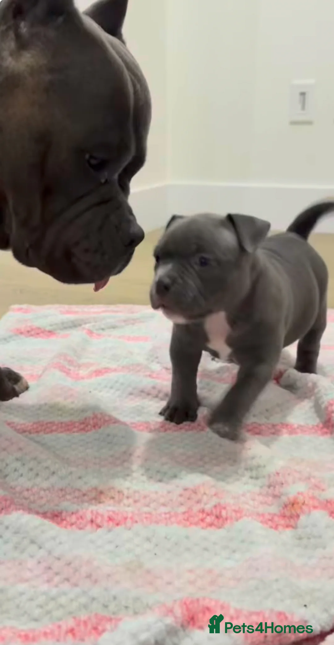 Staffordshire Bull Terrier dogs for sale: 1st Class 100%Staffy puppies Kc Reg - Advert 18