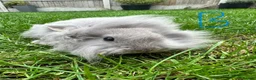 Lionhead rabbits for sale: Lionhead rabbits for sale  - Advert 8