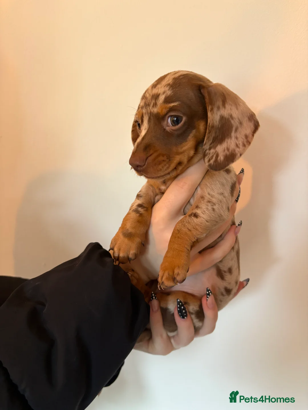 Miniature Dachshund dogs for sale: Perfect Miniature Dacshunds London/Kent - Advert 3