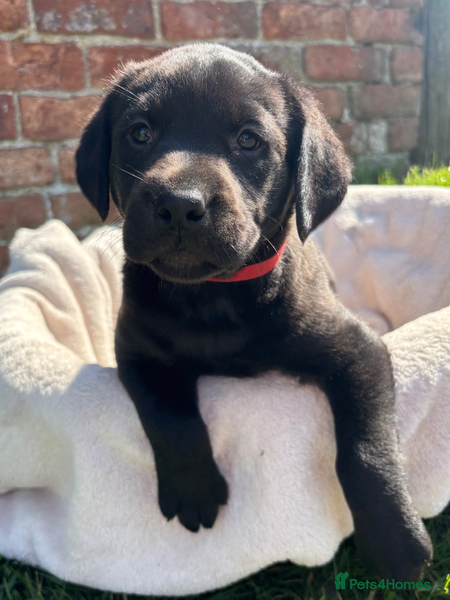 Labrador Retriever dogs Gorgeous Black Labs KC Registered Outstanding Hips - Advert 4