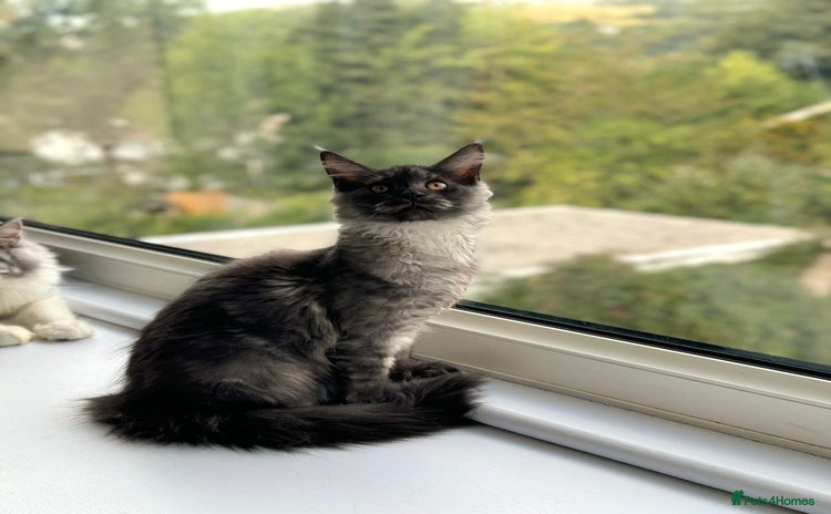 Maine Coon cats - Advert 1