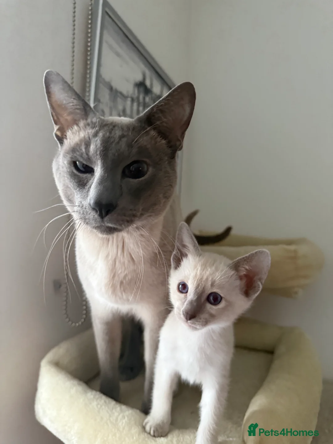 Siamese cats for sale: 3 adorable Siamese kittens 😻 - Advert 12