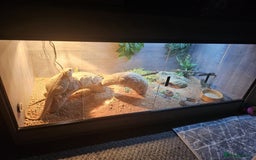 Dragon reptiles for sale: Female Leatherback Bearded Dragon - Image 11