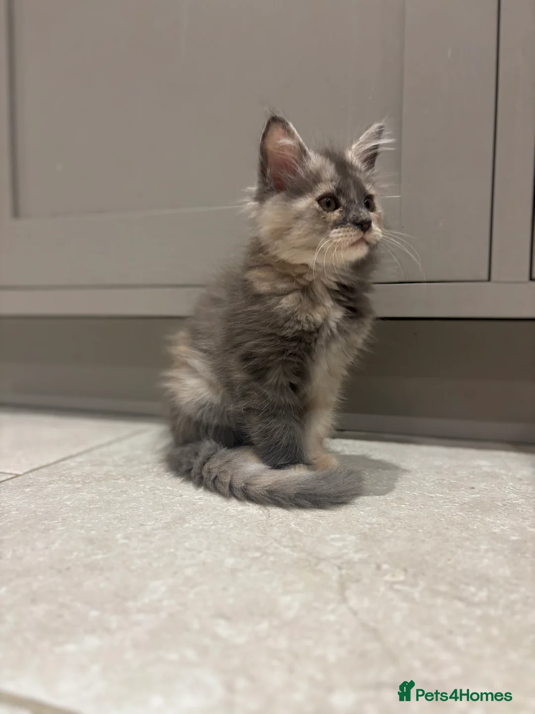 Maine Coon cats for sale: TICA Maine Coon Kittens - ready now - Advert 7