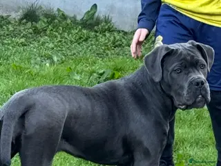 Cane Corso dogs Female Cane Corso Pup - Advert 4