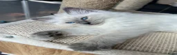 Ragdoll cats for sale: 🩵 READY NOW blue colourpoint ragdoll GIRL 🩵 - Advert 3