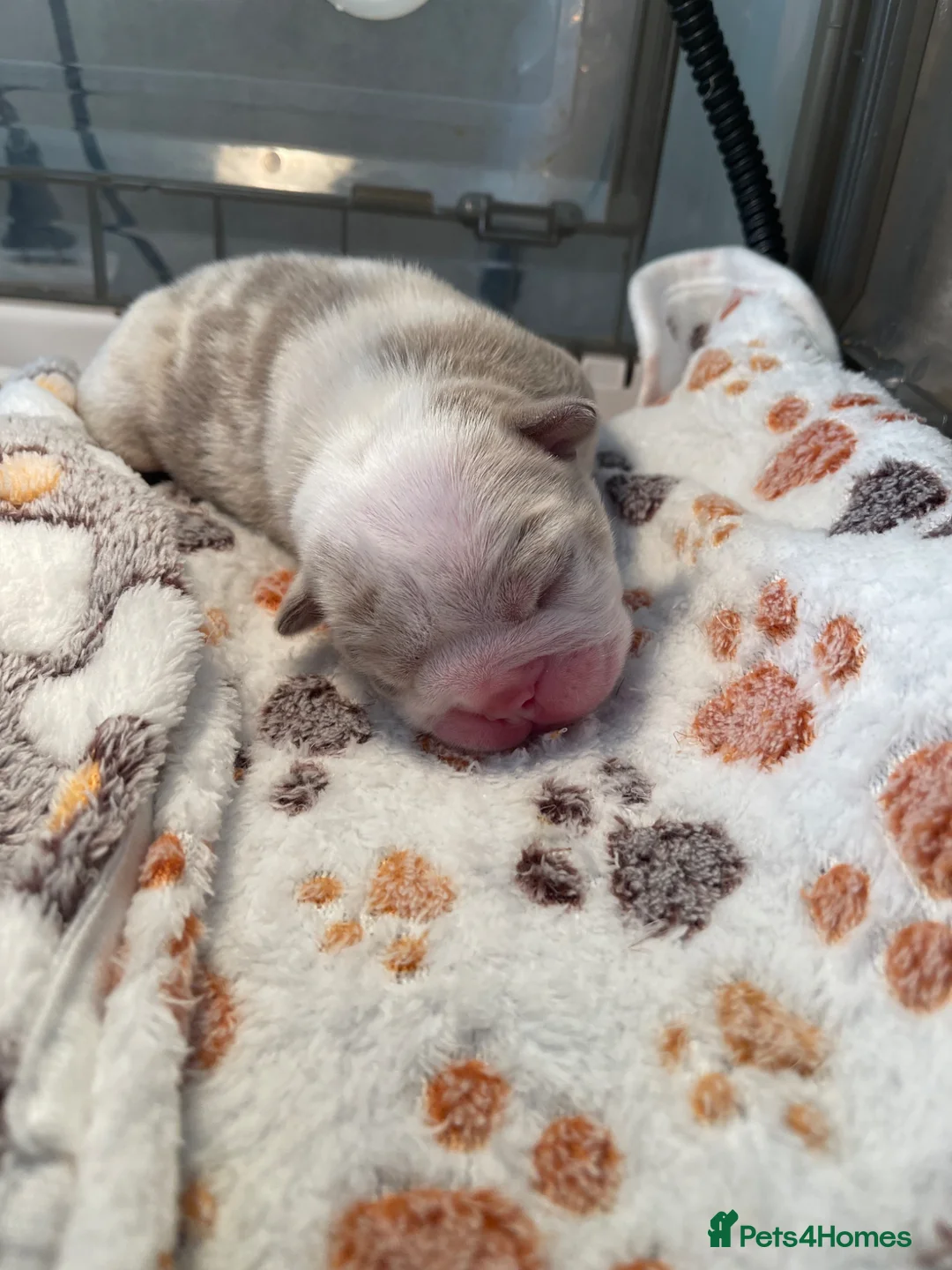 English Bulldog dogs for sale: ***KC REGISTERED FLUFFY ENGLISH BULLDOGS*** - Advert 10