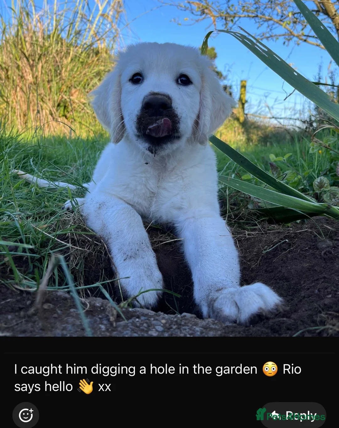 Golden Retriever dogs for sale: February Litter Announcement  - Advert 7