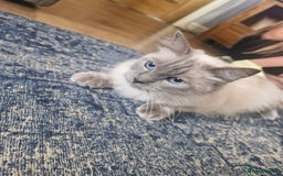 Ragdoll cats for sale: Adorable ragdoll kittens  - Image 13