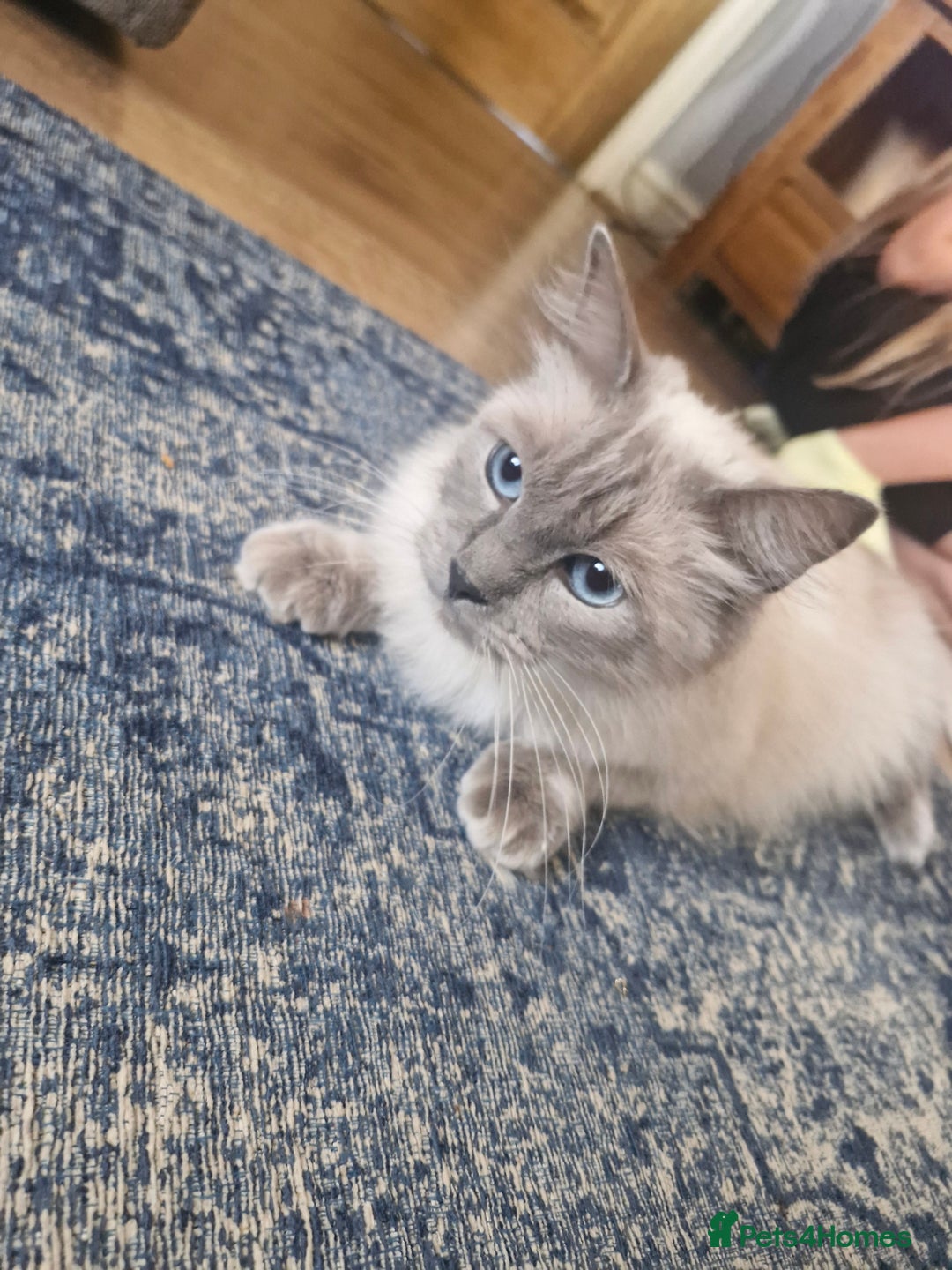 Ragdoll cats for sale: Adorable ragdoll kittens  - Image 13