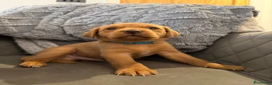 Labrador Retriever 5