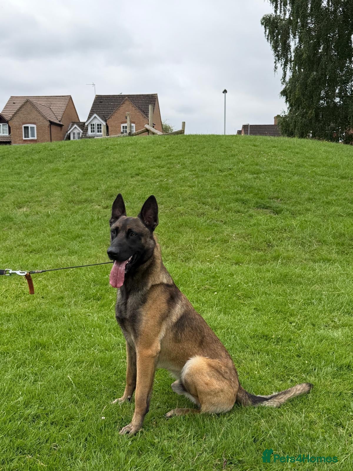Belgian Shepherd Dog dogs Belgian Malinois Stud Available – Rico - Advert 1