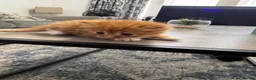 Mixed Breed cats for sale: Extreme fluffy chubby kittens  in London - Advert 33
