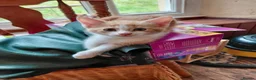 Mixed Breed cats for sale: Lovely, friendly kittens - Advert 8