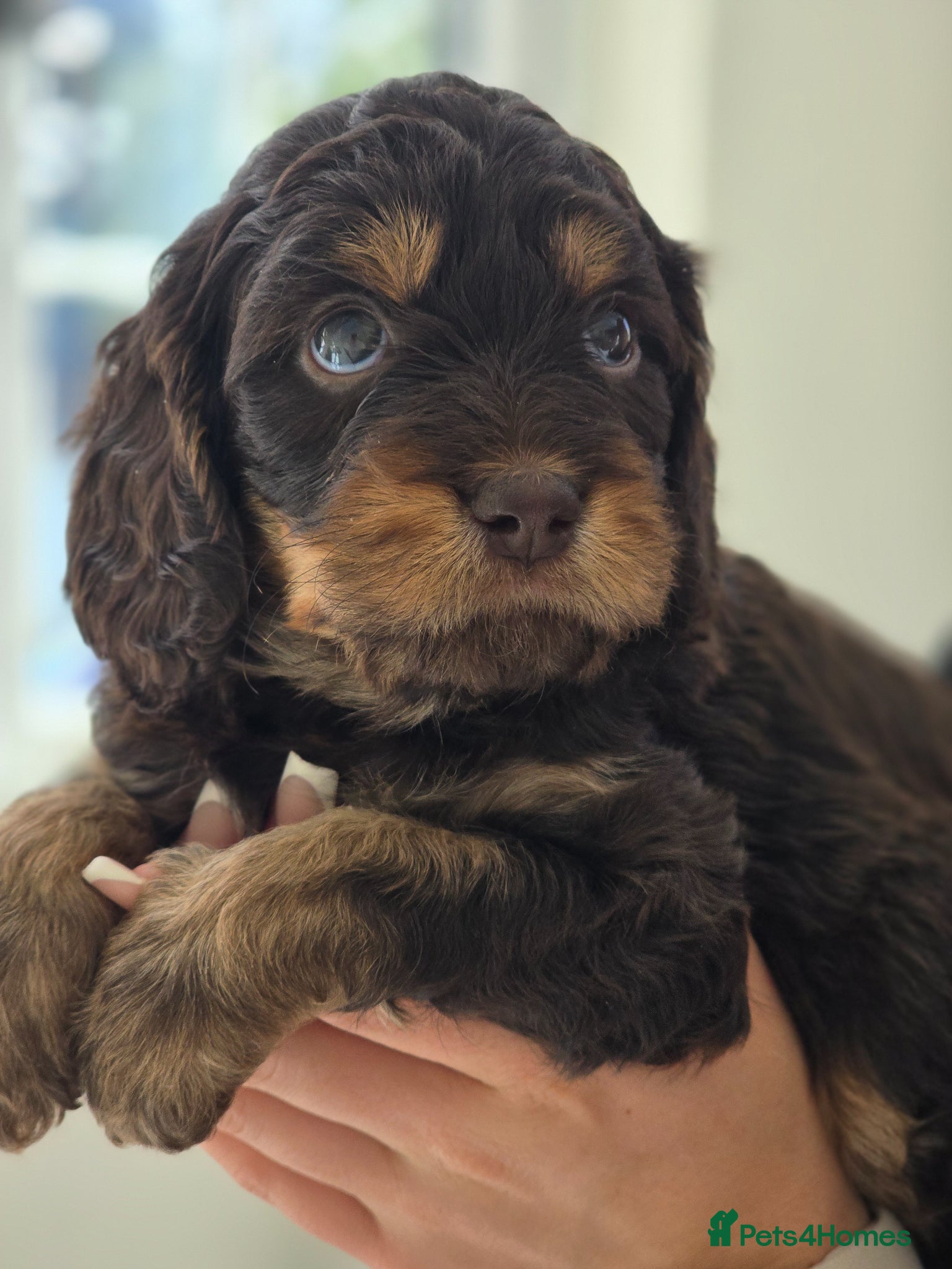 Cavapoo dogs Health tested Standard (cuddle) Cavapoos - Advert 16