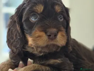 Cavapoo dogs Health tested Standard (cuddle) Cavapoos - Advert 16