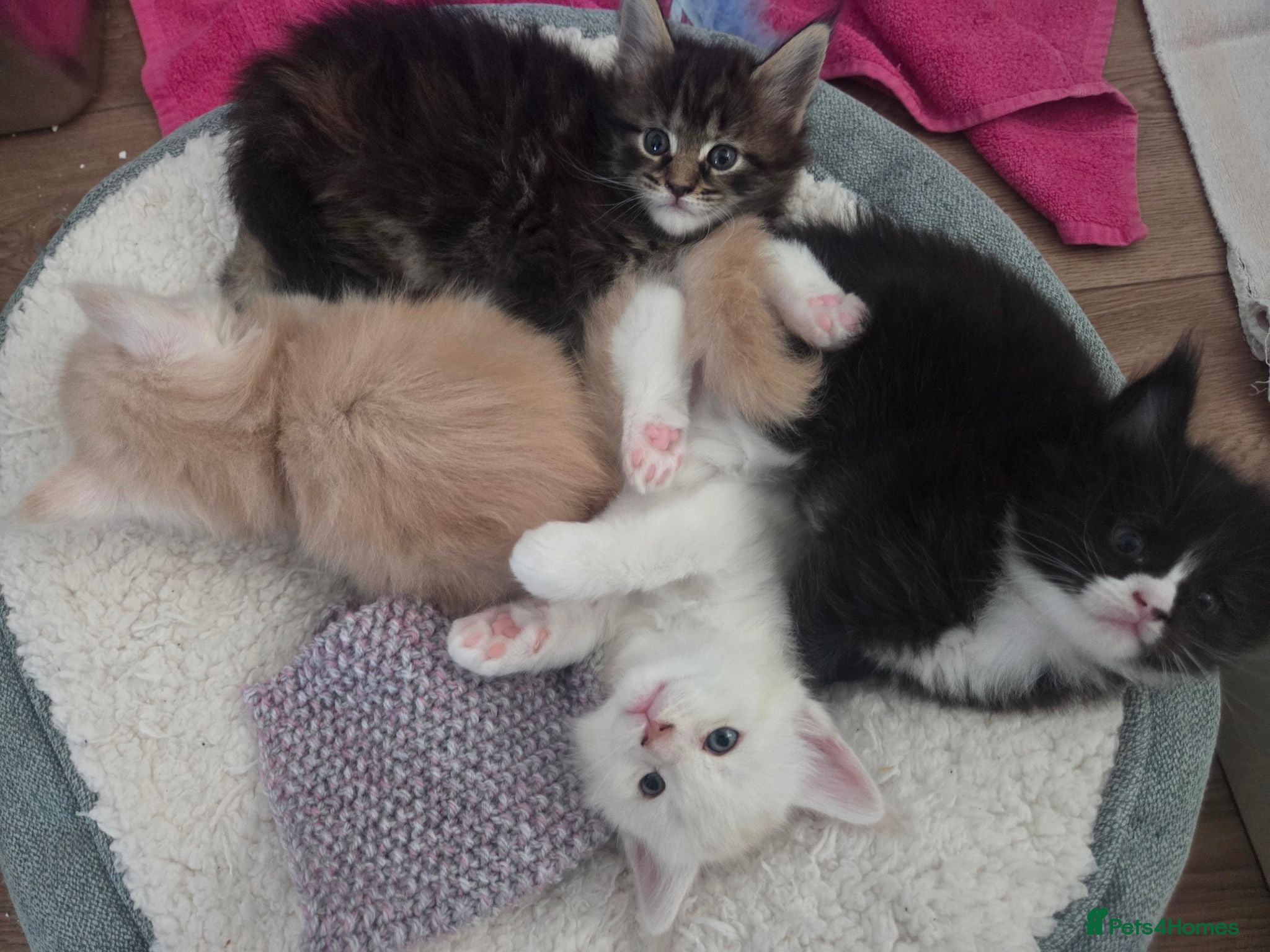Maine Coon cats Outstanding TICA registered Maine Coon Kittens - Advert 7