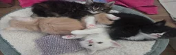 Maine Coon cats for sale: 🌟 1 Stunning Torbie girl left 🌟 TICA reg'd🌟 - Advert 19