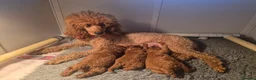 Miniature Poodle dogs for sale: GORGEOUS 💕Red Miniature Poodle Puppies  - Advert 7