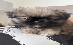 Mixed Breed dogs for sale: Pekingese / Pomeranian puppies for sale - REDUCED  in Leicester - Image 17