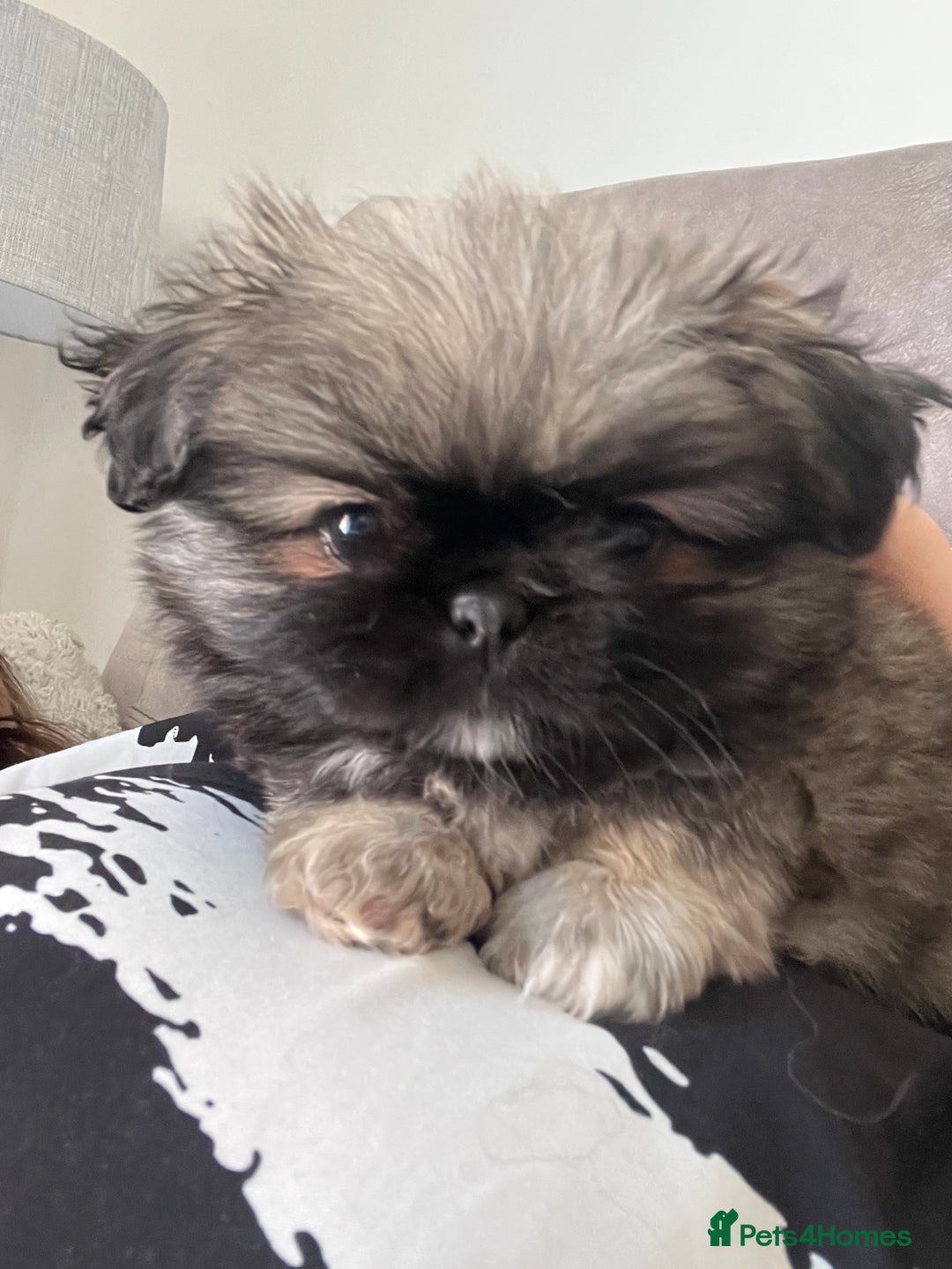 Mixed Breed dogs for sale: Pekingese / Pomeranian puppies for sale - REDUCED  in Leicester - Image 17
