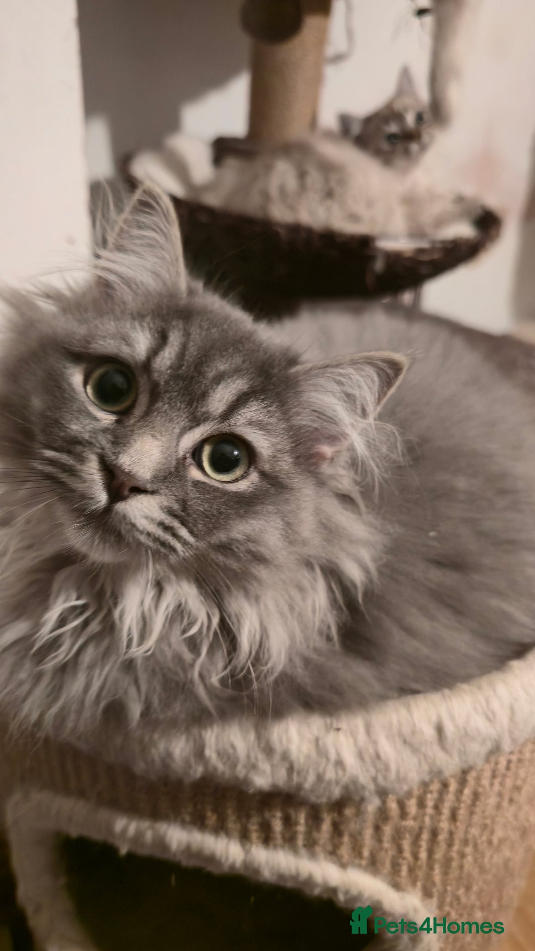 Ragdoll cats for sale: Adorable Ragdoll cross Scottish Straight - Advert 12