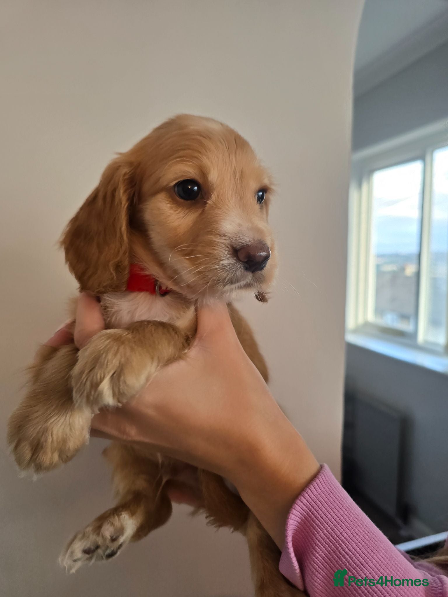 Cocker Spaniel dogs Stunning cocker spaniel puppies  - Advert 1