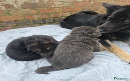 German Shepherd dogs for sale: **ONE GIRL Remaining**German shepherd puppies. - Image 4