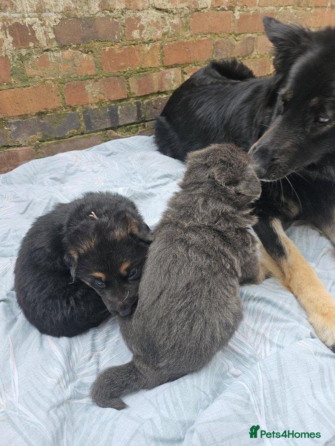 German Shepherd dogs for sale: **ONE GIRL Remaining**German shepherd puppies. - Image 4