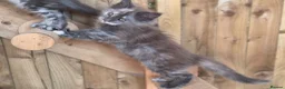Maine Coon cats for sale: Pure Bred Maine Coon Kittens - Advert 14
