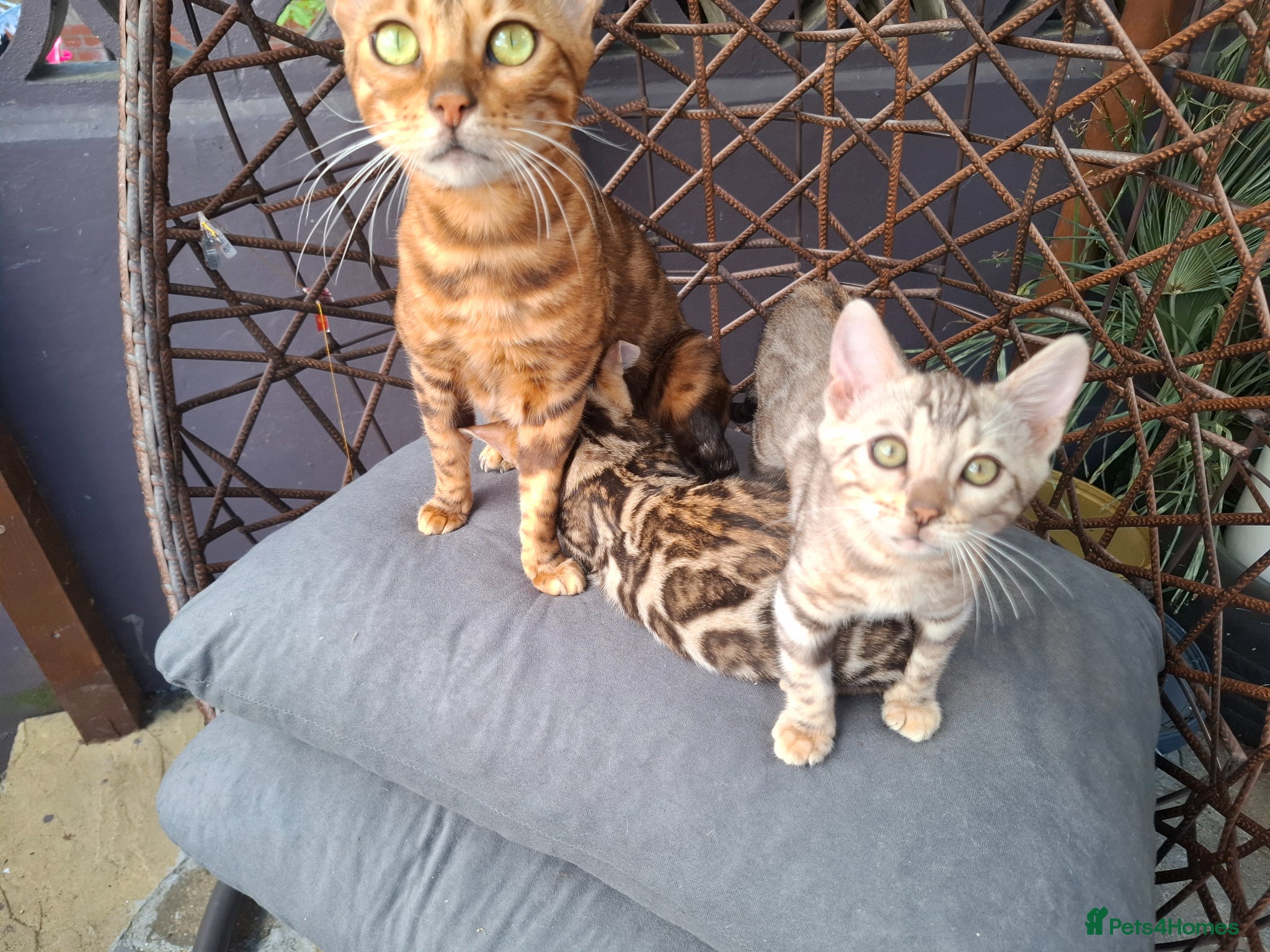 Bengal cats Outstanding Bengal Kittens – 5★ Licensed Cattery - Advert 1