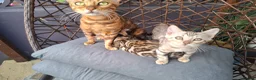 Bengal cats for sale: Show Quality Bengal Kittens – 5★ Licensed Cattery - Advert 19