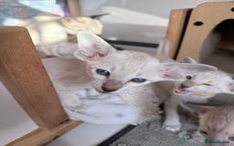 Siamese cats for sale: Cute Siamese kittens  - Image 2