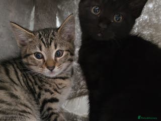 Mixed Breed cats Stunning Siamese x Bengal Kittens Ready Now - Advert 15