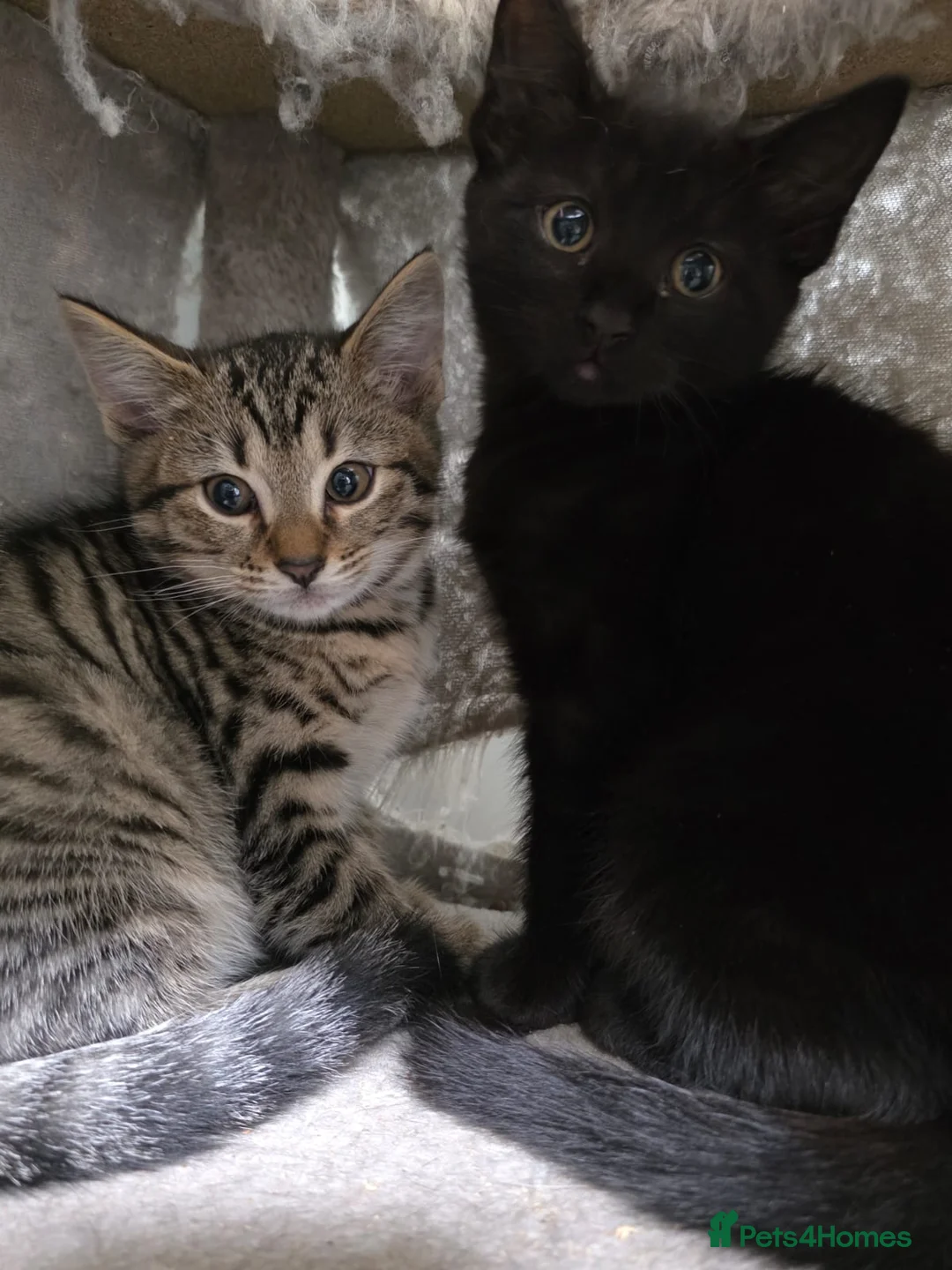 Mixed Breed cats for sale: Stunning Siamese x Bengal Kittens Ready Now - Advert 2