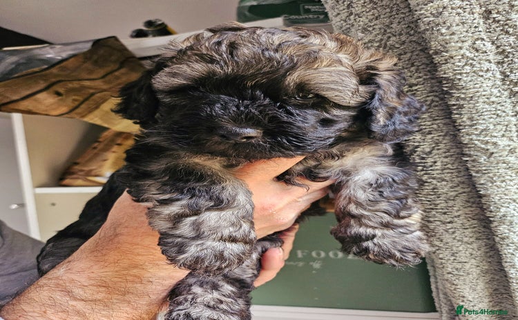 Cockapoo dogs F2 Cockapoo Puppies – Ready mid-late December - Advert 4