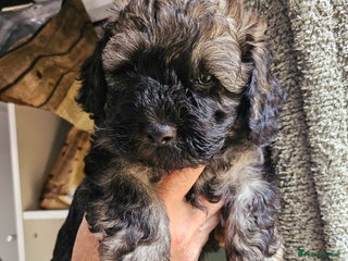 Cockapoo dogs F2 Cockapoo Puppies – Ready mid-late December - Advert 5