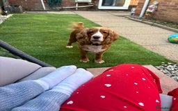 Cocker Spaniel dogs for sale: 6 year old female cocker spaniel  - Image 4