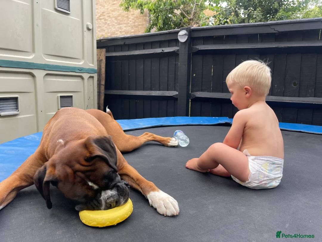 Boxer dogs for stud: PROVEN KC REGISTERED BOXER STUD - Red Flashy Male in London - Advert 22