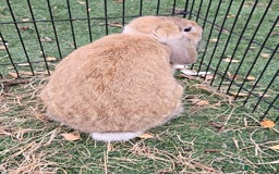 Mini Lop rabbits for sale: 💫💫💖Mini lop SOLD - Advert 5