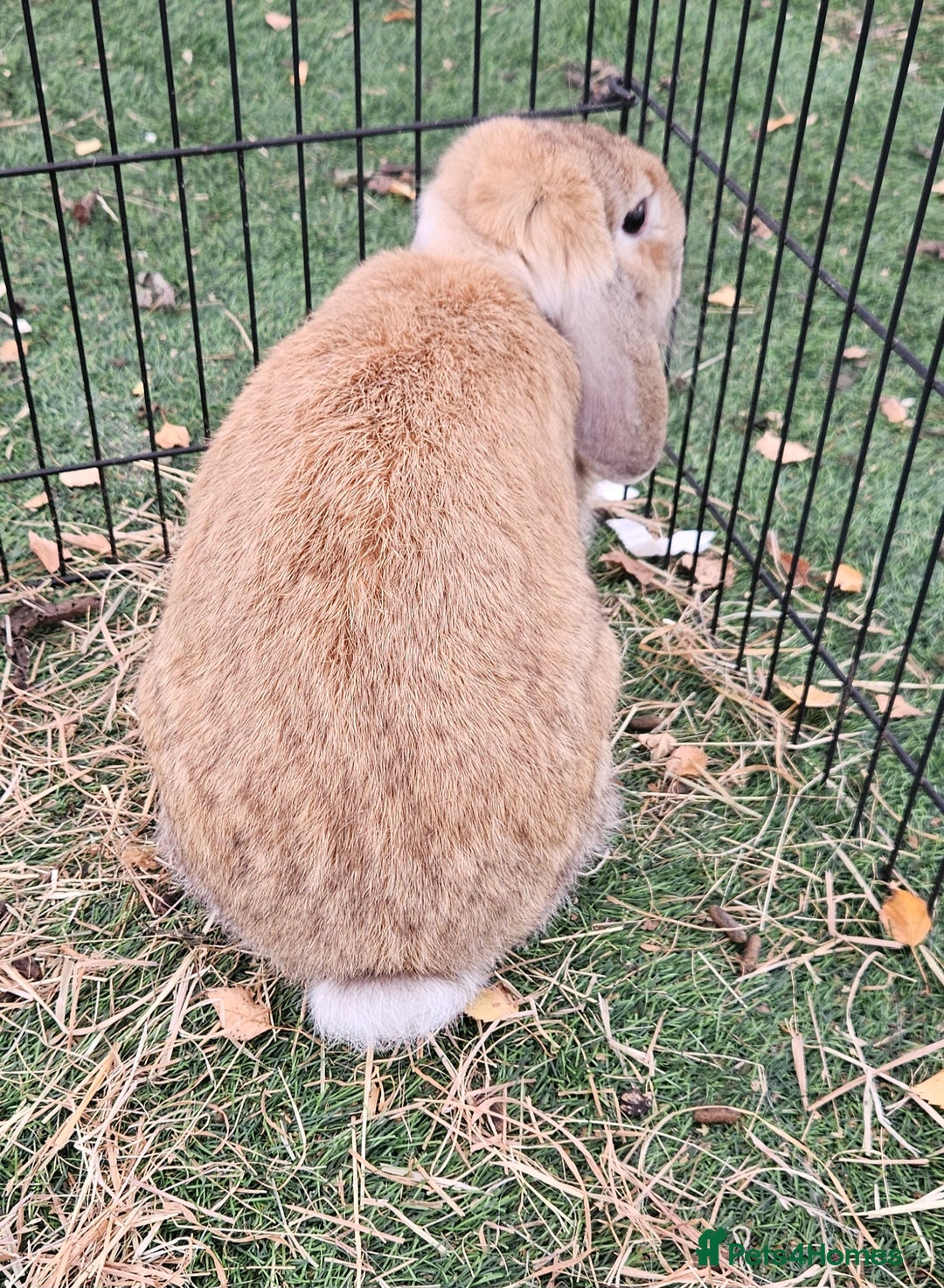 Mini Lop rabbits for sale: 💫💫💖Mini lop SOLD - Advert 5