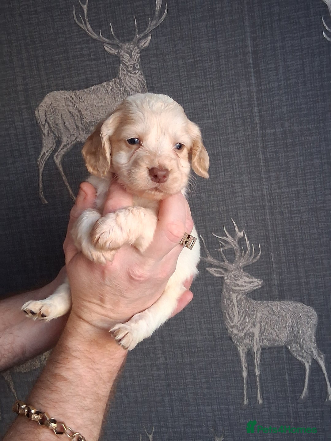 Cocker Spaniel dogs for sale: beautiful working cocker spaniels for sale - Advert 1