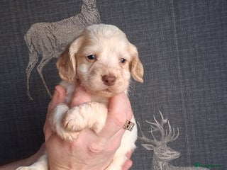 Cocker Spaniel dogs beautiful working cocker spaniels for sale - Advert 3