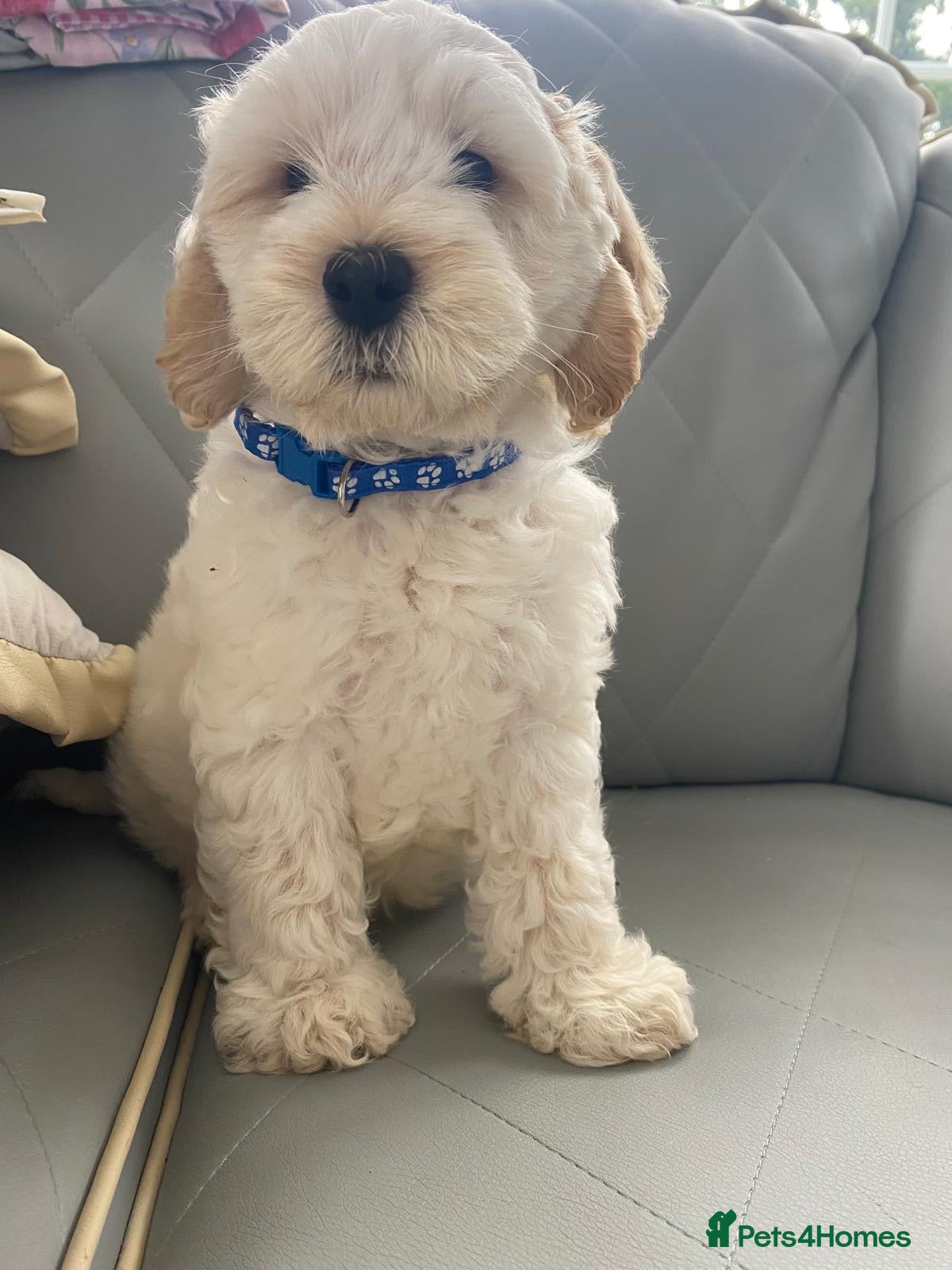 Cockapoo dogs Cockapoo puppies for sale - Advert 1