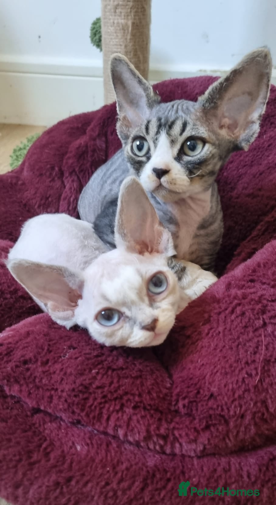 Devon Rex cats Devon Rex Kittens-Ready for Their Forever Homes! - Advert 2