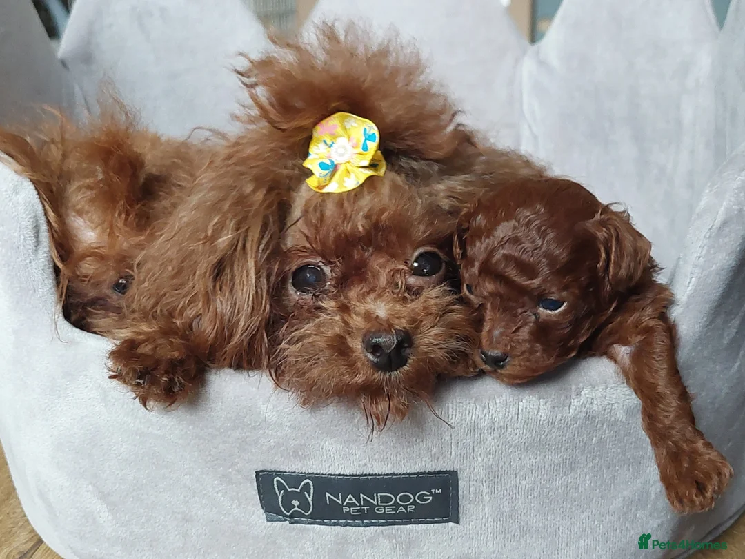 Toy Poodle dogs for sale: Full Asian girl - Advert 24