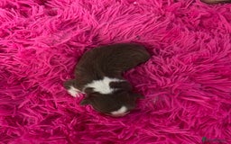 Australian Shepherd dogs for sale: Beautiful Australian Shepherd KC registration🥰 - Image 4